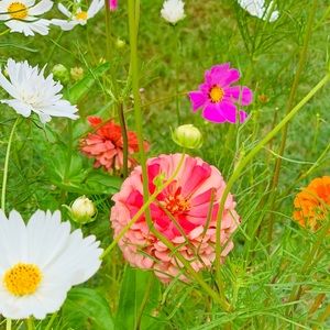 Meet your Posher, Susaan